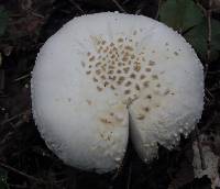 Amanita abrupta image