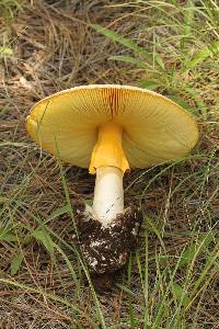 Amanita cochiseana image