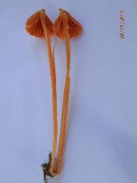 Entoloma quadratum image