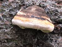 Fomitopsis schrenkii image