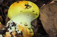 Cortinarius fulvocitrinus image