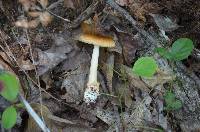 Amanita amerifulva image