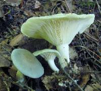 Clitocybe odora image