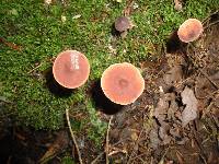 Lactarius rufus var. parvus image