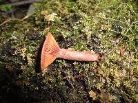 Lactarius rufus var. parvus image