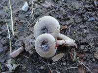 Lactarius mucidus image