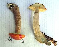 Boletus longicurvipes image