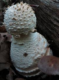 Amanita ravenelii image