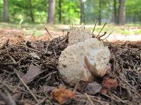 Amanita ravenelii image