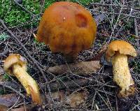 Cortinarius limonius image