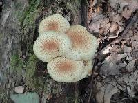 Pholiota squarrosoides image