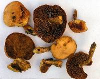 Gymnopilus luteus image