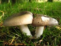 Russula cyanoxantha image