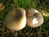 Russula cyanoxantha image