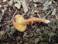 Hygrocybe squamulosa image