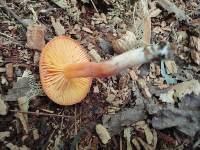 Hygrocybe squamulosa image