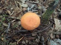 Hygrocybe squamulosa image