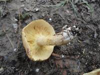 Tricholoma fulvum image