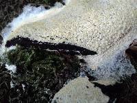 Fuligo septica image