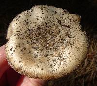 Amanita dulciarii image