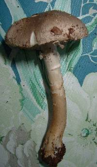 Amanita morrisii image