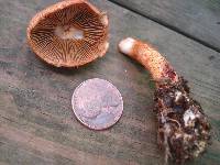 Cortinarius bolaris image