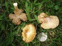 Inocybe lanatodisca image