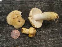 Russula ochroleucoides image