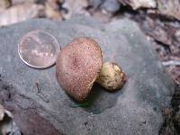 Boletus subtomentosus image