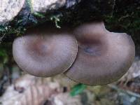 Pseudoclitocybe cyathiformis image