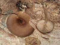 Pseudoclitocybe cyathiformis image