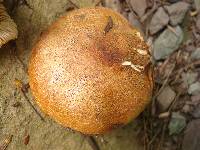 Tricholoma aurantium image