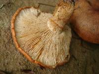 Tricholoma aurantium image