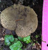 Boletus coniferarum image