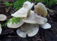 Clitocybe subconnexa image