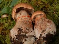 Cortinarius armillatus image