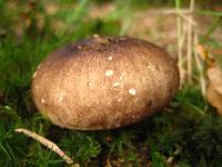 Russula nigricans image