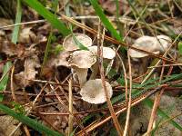 Pseudocraterellus undulatus image