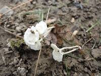 Resinomycena rhododendri image