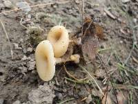 Clitocybe phaeophthalma image