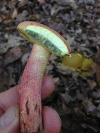 Boletus pallidoroseus image