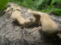 Lentinus strigosus image