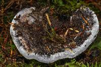 Hydnellum caeruleum image