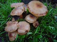 Armillaria solidipes image