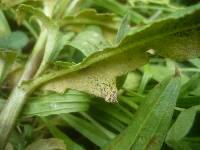 Puccinia punctiformis image