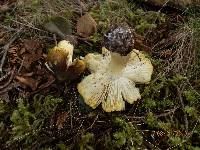 Tricholoma subsejunctum image