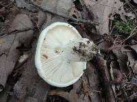 Hygrophorus sordidus image