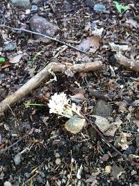 Clavulina coralloides image