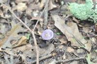 Cortinarius iodes image