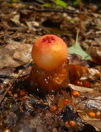 Calostoma cinnabarinum image